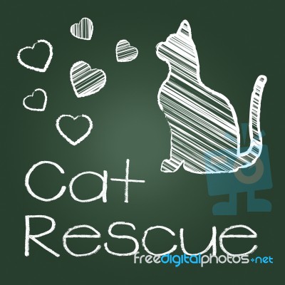 Cat Rescue Shows Save Kitten And Recovering Stock Image