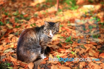 Cat Sitting On Autumn Leaves Stock Photo