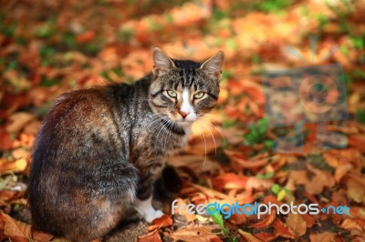 Cat Sitting On Red Autumn Leaves In Park Stock Photo