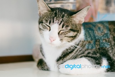 Cat Sleeping On The Table Stock Photo