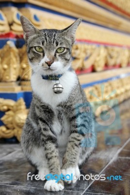 Cat Standing Stock Photo