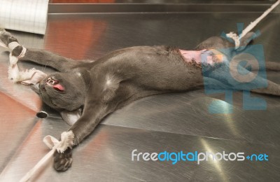 Cat Under Anesthesia Prepared For Steri Stock Photo