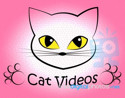 Cat Videos Indicates Audio Visual And Feline Stock Image