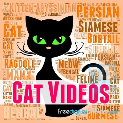 Cat Videos Shows Kitty Feline And Pet Stock Image