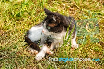 Cat Walking On Grass Stock Photo