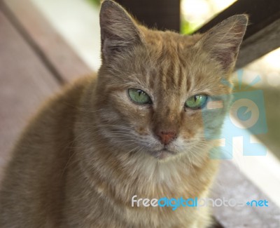 Cat With Bright Green Eyes Stares At You Stock Photo