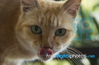 Cat With Bright Green Eyes Stares At You With His Tongue Out! Stock Photo