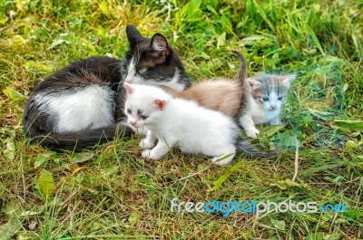 Cat With Three Kittens Walking On Grass Stock Photo