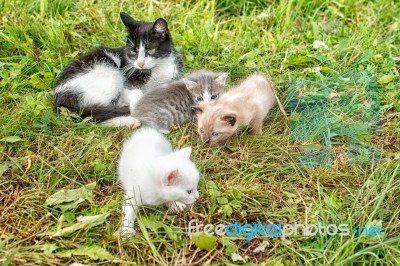 Cat With Three Kittens Walking On Grass Stock Photo