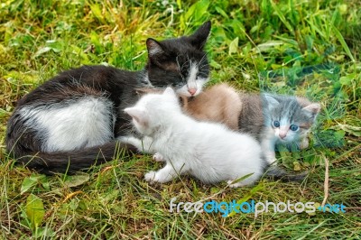 Cat With Three Kittens Walking On Grass Stock Photo