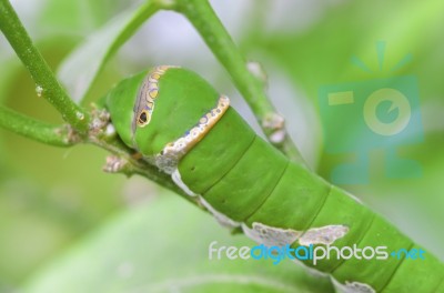 Caterpillar Stock Photo