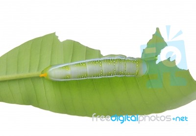 Caterpillar Of  Butterfly On Leaf Stock Photo