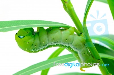 Caterpillar Oleander Hawk-moth Stock Photo