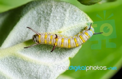 Caterpillar On A Calotropis Stock Photo