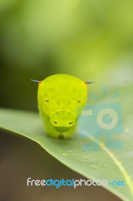 Caterpillar On Soursop Leaf Stock Photo