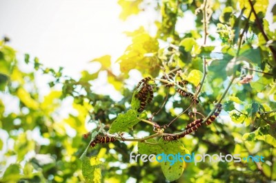 Caterpillar With A Daylight Stock Photo