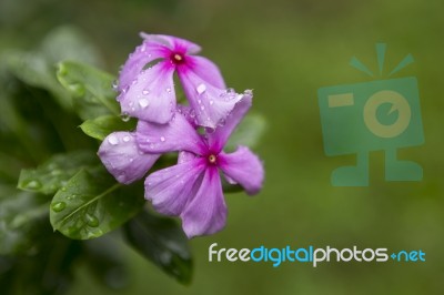 Catharanthus Roseus Flower Stock Photo