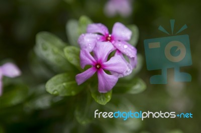 Catharanthus Roseus Flower Stock Photo