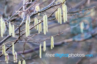 Catkins On Hazel (corylus Avellana) Stock Photo