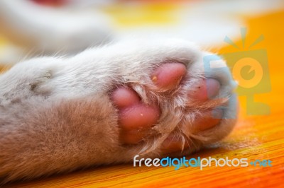 Cat's Paws Stock Photo