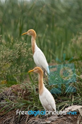 Cattle Egret Stock Photo