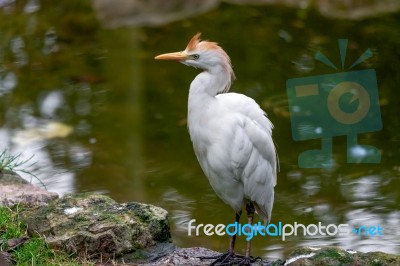 Cattle Egret (bubulcus Ibis) Stock Photo