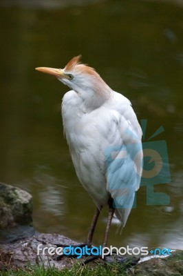 Cattle Egret (bubulcus Ibis) Stock Photo