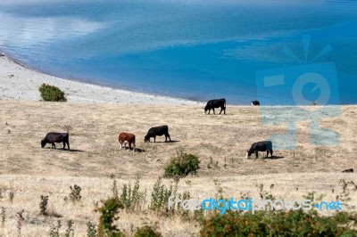 Cattle Grazing On The Banks Of Lake Hawea Stock Photo