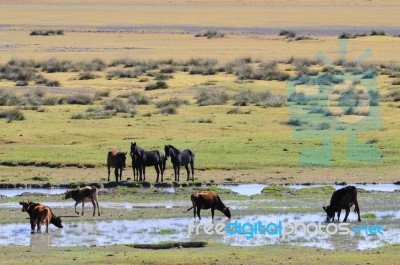 Cattle In The Reed Stock Photo