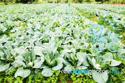 Cauliflower Plant, Cabbage In Vegetable Garden Stock Photo