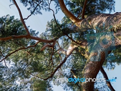 Cedar Tree Bathed In Sunshine In East Grinstead Stock Photo