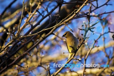 Cedar Waxwing Stock Photo