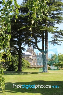 Cedars At Castle Howard Stock Photo