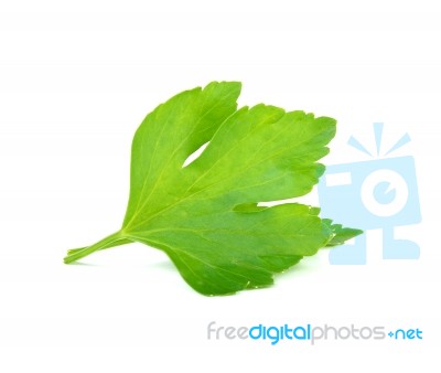 Celery Isolated On The White Background Stock Photo