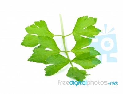 Celery Isolated On The White Background Stock Photo