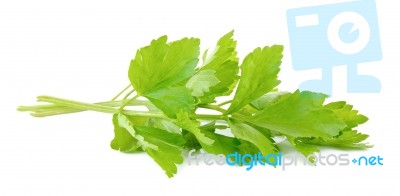 Celery Isolated On The White Background Stock Photo