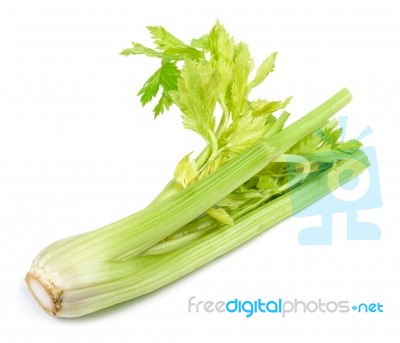 Celery Isolated On The White Background Stock Photo