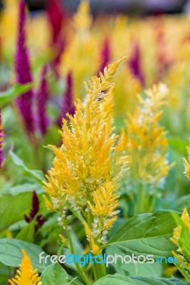 Celosia Argentea Flower Stock Photo