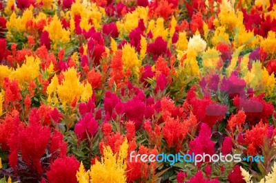 Celosia Bedding Plants Outside The British Colombia Parliament B… Stock Photo