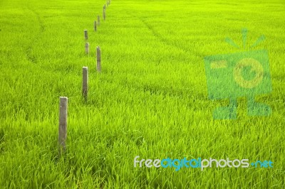 cement post in Paddy Field Stock Photo