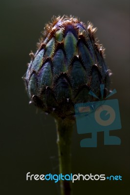 Centaurea Composite Violet Flower Stock Photo