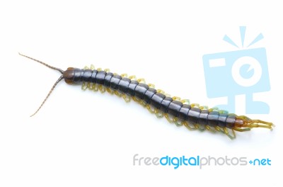 Centipede Stock Photo