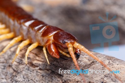 Centipede Stock Photo