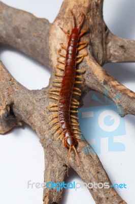 Centipede Stock Photo