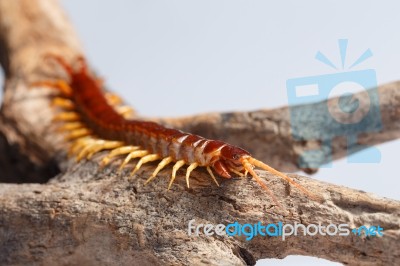 Centipede Stock Photo