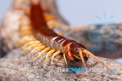 Centipede Climb On The Branches Stock Photo