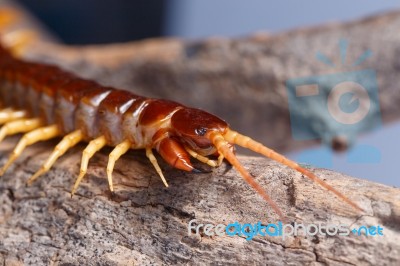 Centipede Climb On The Branches Stock Photo