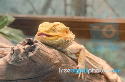 Central Bearded Dragon (pogona Vitticeps) Stock Photo