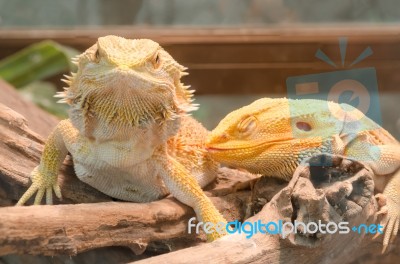 Central Bearded Dragon (pogona Vitticeps) Stock Photo