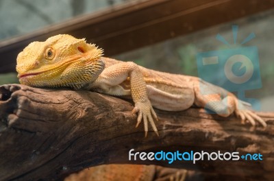 Central Bearded Dragon (pogona Vitticeps) Stock Photo